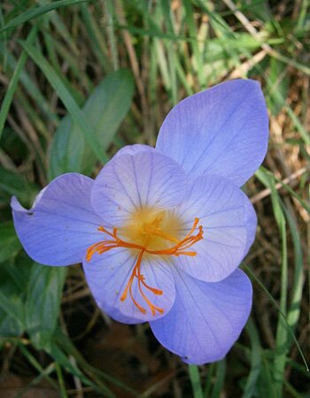 Les crocus d’automne