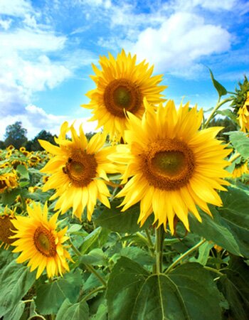 Les tournesols