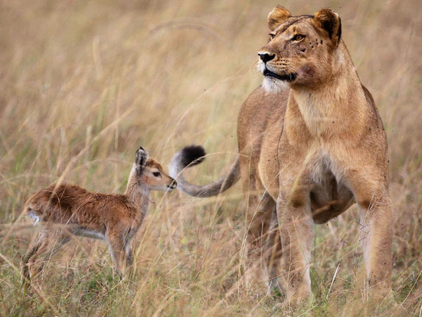Als dieren vreemd gaan