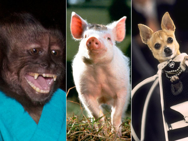 Que sont devenus ces animaux stars de l’écran ?
