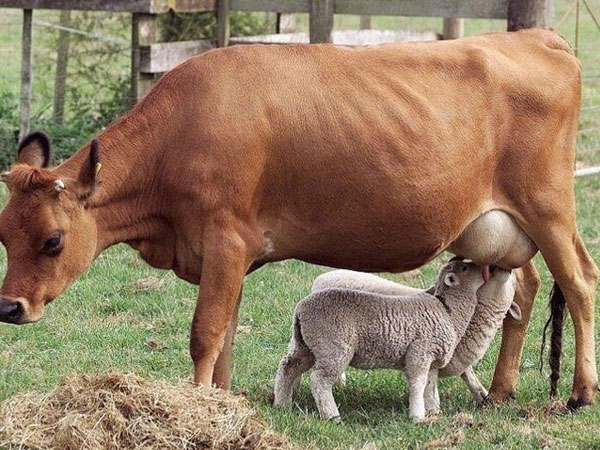 Deze lammetjes lusten de melk van 'mama' koe wel