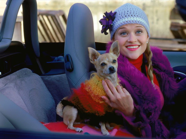 Chihuahua Moonie/Bruiser Woods - Legally Blonde