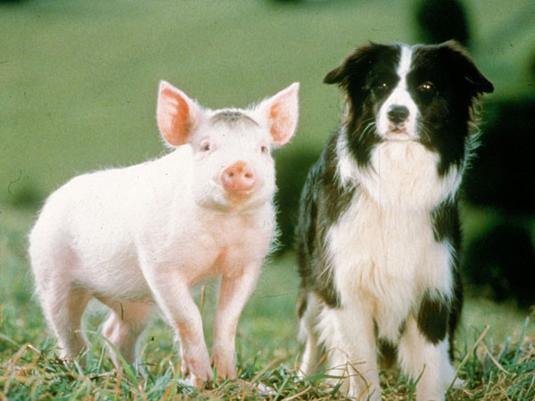 Le porcelet Babe