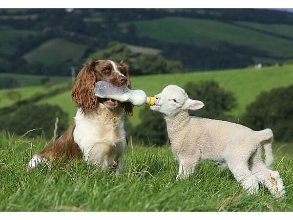 Ook deze hond is bedreven in flesvoeding