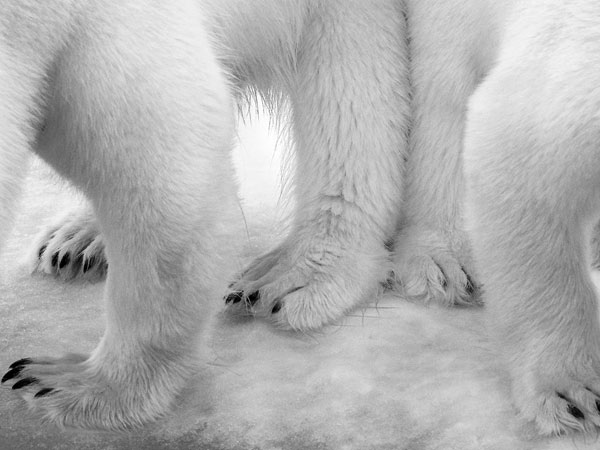 Eilo Elvinger, Polar pas de deux