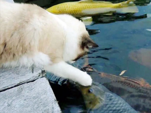 A la pêche