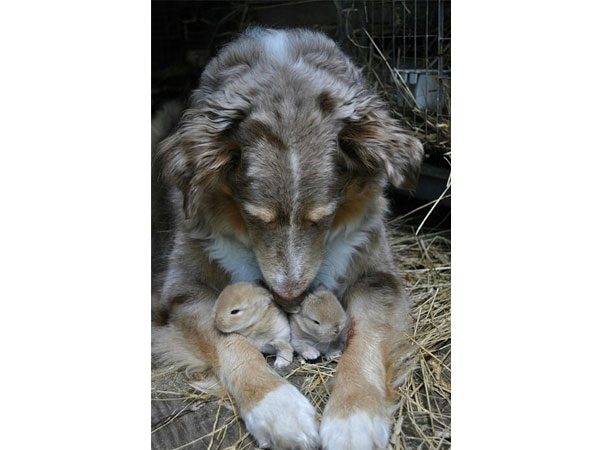 Een schattig nestje