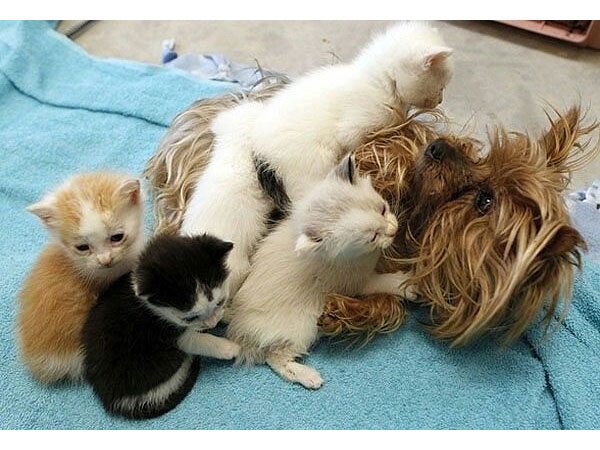 Deze kittens hebben het helemaal naar hun zin bij hun nieuwe mama