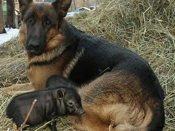Een Duitse herder en een nest biggetjes... waarom niet ?