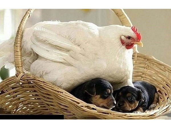 Deze moederkloek waakt dan weer over haar nestje puppy's
