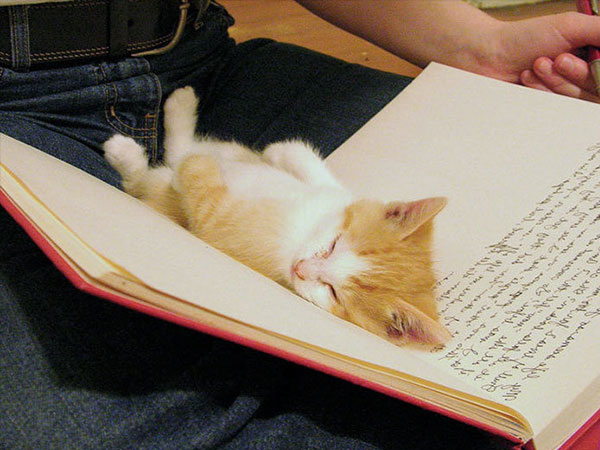 De la lecture en bonne compagnie