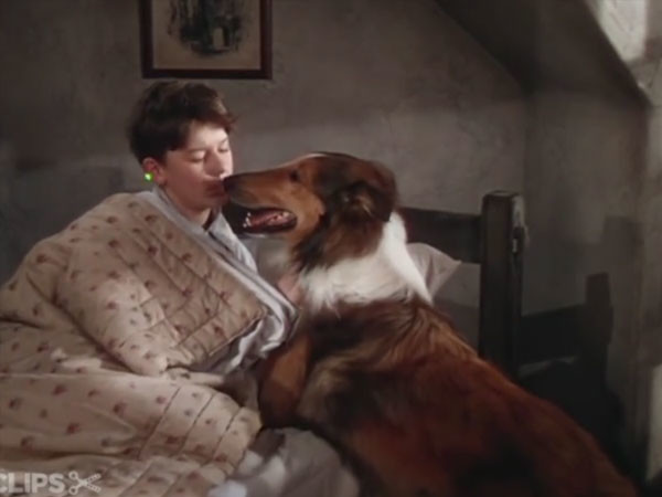Le collie écossais Pal - Lassie