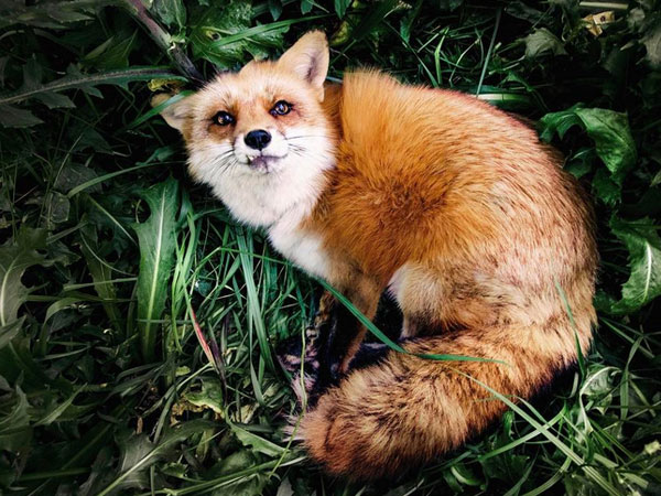 JuniperFoxx - 1,5 miljoen volgers