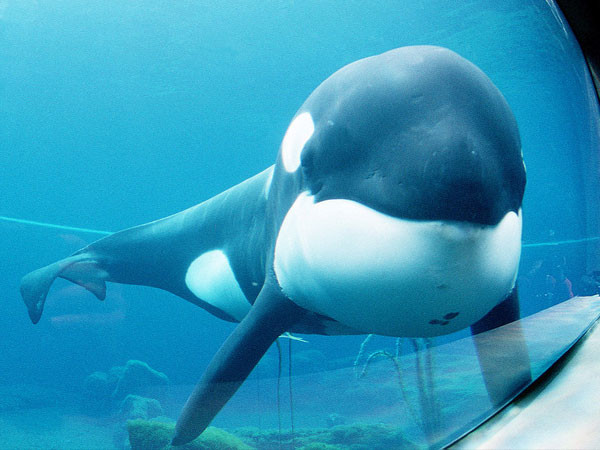 L’orque Keiko - Free Willy