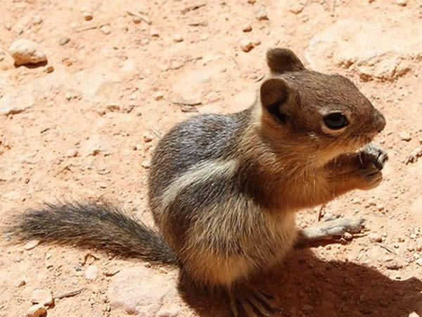 Animaux avec un œil rapide