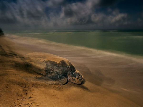 Brian Skerry, The ancient ritual