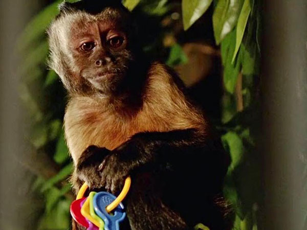 Le singe capucin Crystal - Nuit au musée