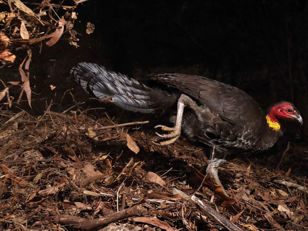 Gerry Pearce, The incubator bird