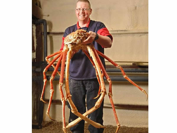 20 gigantische dieren