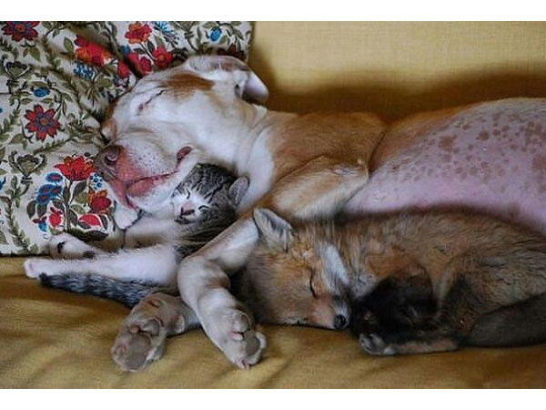 Poes en vos liggen samen te soezen in de armen van 'mama' buldog