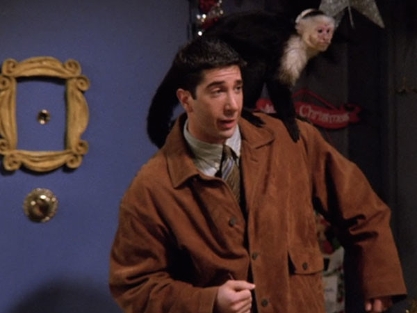 Le singe capucin Katie - Friends