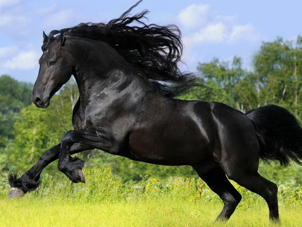 Tramp - Black Beauty