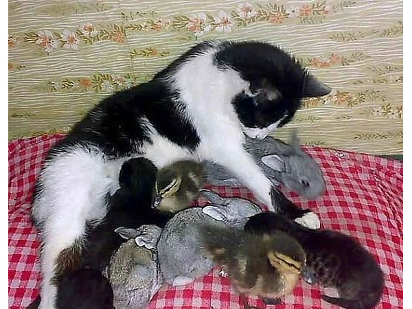 Kittens, konijntjes en eendjes broederlijk samen bij 'mama' poes