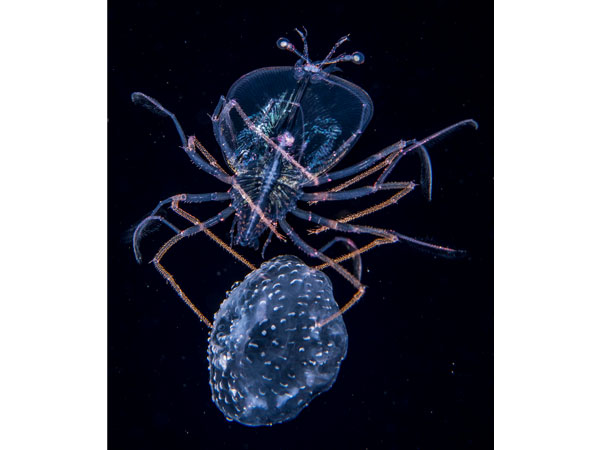 Anthony Berberian, The jellyfish jockey