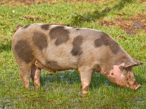 Fabel: bio is minder vet