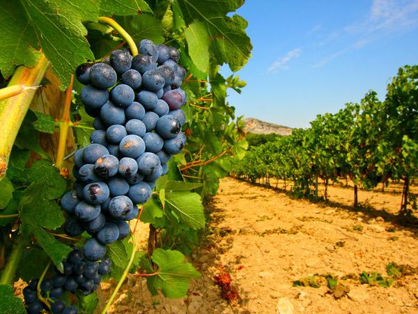 Feit: bio is goed voor het milieu