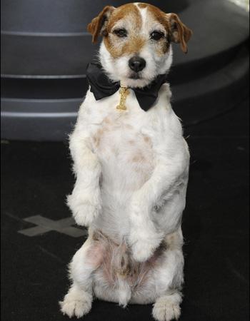 Uggie