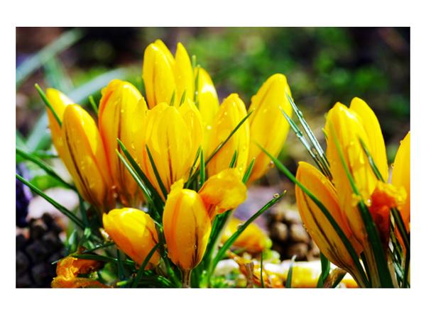 Des fleurs indigènes et sauvages