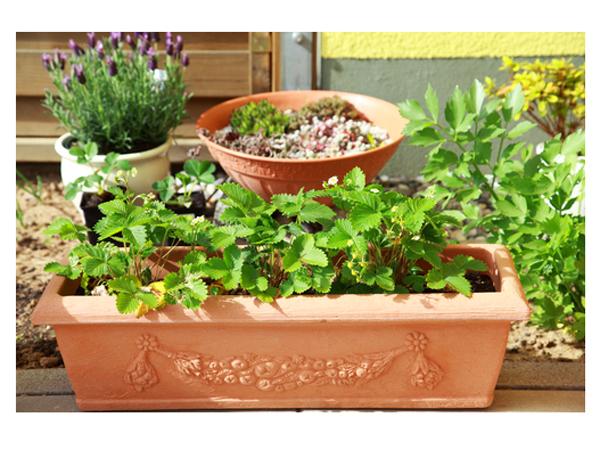 Des herbes aromatiques