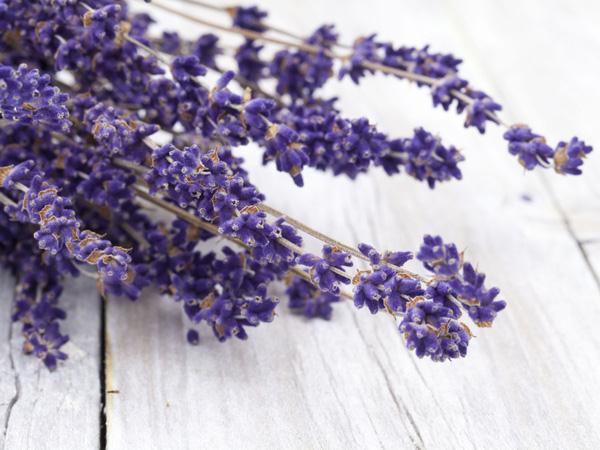 Lavendel
