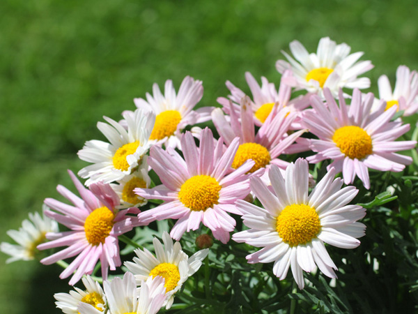Les asters d’automne