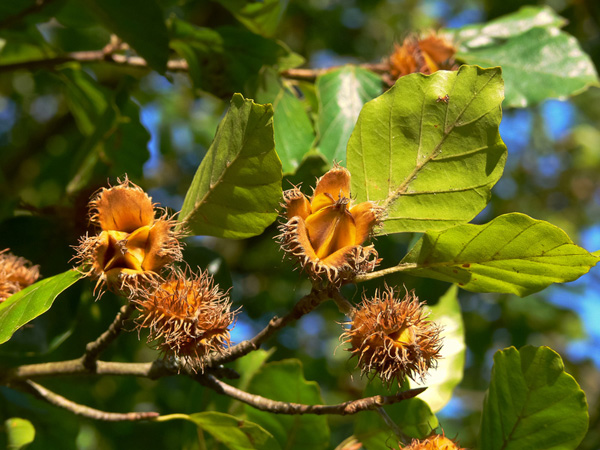 Welke boom past in jouw tuin?