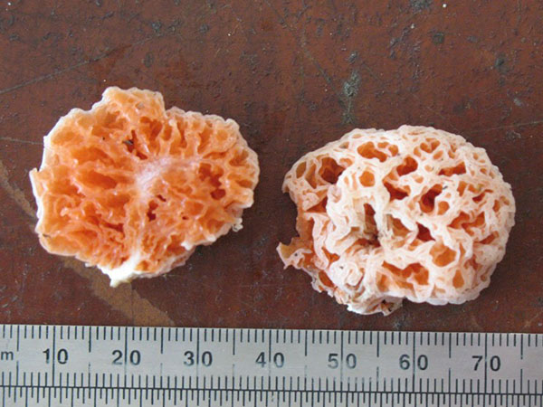 Spécial dédicace du champignon