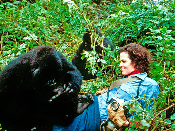 Gorillas in the Mist