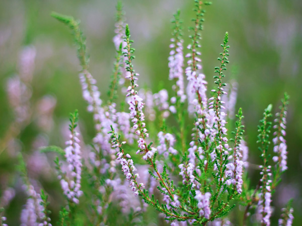 10 plantes aux couleurs automnales