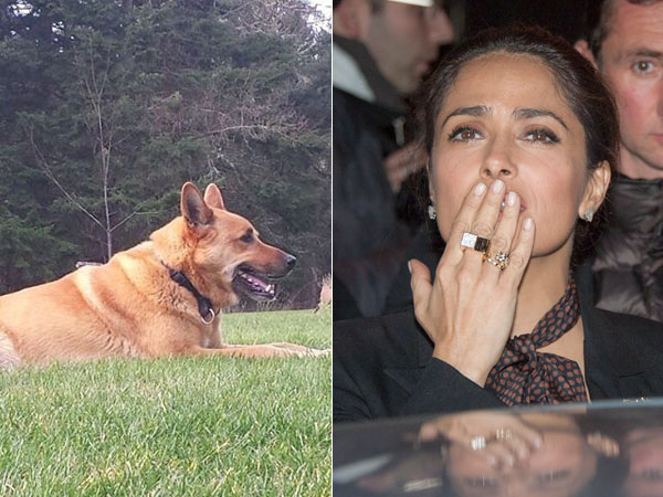 Le voisin de Salma Hayek a... tué son chien !