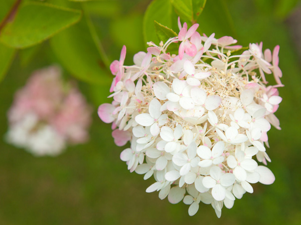 Les hortensias panicules