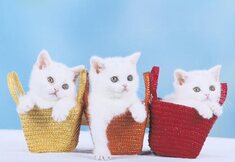 10 opvoedingstips voor je kat 10 opvoedingstips voor je kat