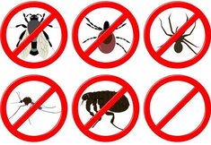 10 middeltjes om insecten buiten te houden 10 middeltjes om insecten buiten te houden