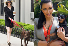 Toutous de stars : quels chiens sont leurs meilleurs amis? Toutous de stars : quels chiens sont leurs meilleurs amis?