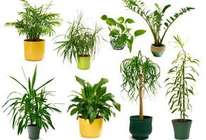 Tien onverwoestbare kamerplanten Tien onverwoestbare kamerplanten