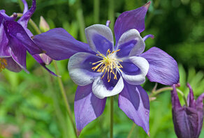 De gemakkelijkste bloemen en planten voor je tuin De gemakkelijkste bloemen en planten voor je tuin