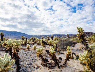 Un couple décède aux pieds du Joshua Tree