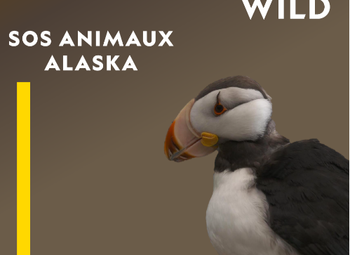"SOS Animaux Alaska": sur les traces des protecteurs de la faune sauvage