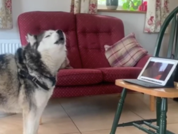 Voici une petite sélection de vidéos marrantes sur le confinement