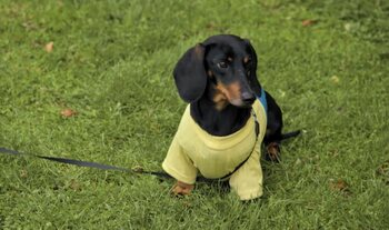 Zelfs De Hond Is Verdacht In Aflevering 3 Van De Mol